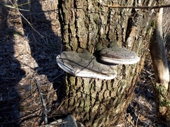 Phellinus