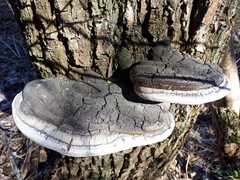 Phellinus