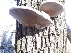 Phellinus