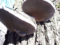 Phellinus