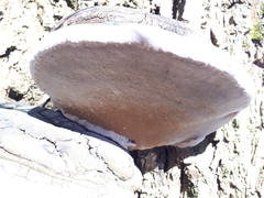 Phellinus