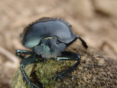 Scarabaeus laticollis