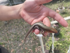 Plestiodon inexpectatus