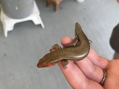 Plestiodon inexpectatus