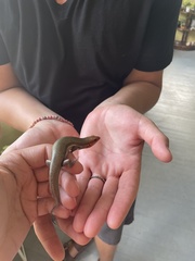 Plestiodon inexpectatus