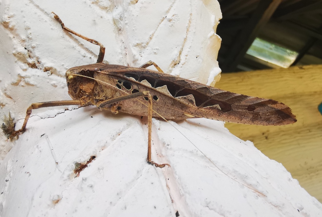 Mecopoda marmorata