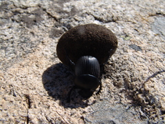 Scarabaeus laticollis
