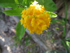 Lantana depressa