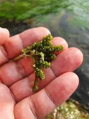 Caulerpa lentillifera