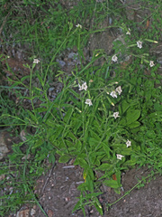 Silene undulata undulata