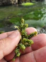Caulerpa lentillifera