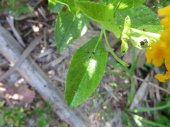 Lantana depressa