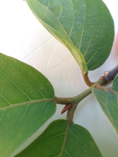 Terminalia corticosa (Terminalia corticosa)
