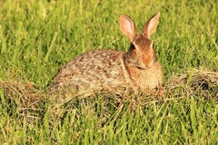 Sylvilagus floridanus