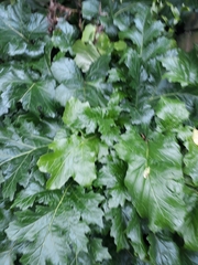 Acanthus mollis