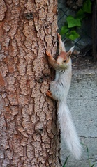 Sciurus vulgaris