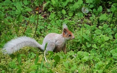 Sciurus vulgaris