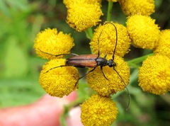 Stenurella melanura