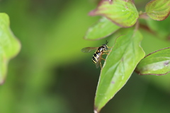 Chrysotoxum festivum