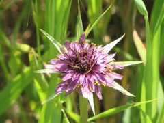Tragopogon porrifolius