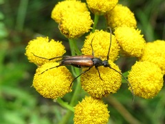 Stenurella melanura