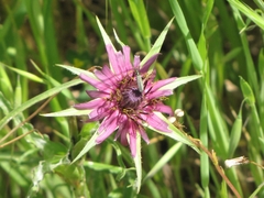 Tragopogon porrifolius
