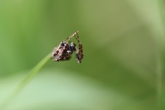 Gibbaranea bituberculata