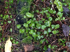 Brachyglottis sciadophila