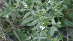 Buglossoides czernjajevii