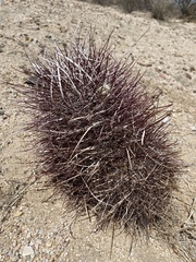Sclerocactus polyancistrus