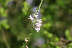 Physostegia angustifolia