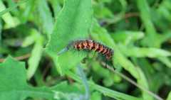 Nyctemera lacticinia