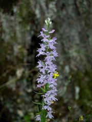 Dactylorhiza saccifera