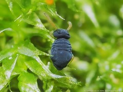 Sminthurinus atrapallidus