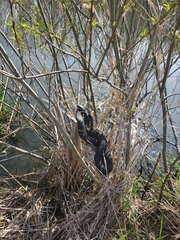 Nerodia sipedon sipedon