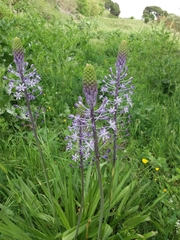 Scilla hyacinthoides