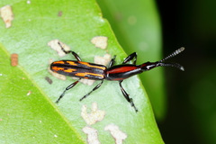 Brentus vulneratus