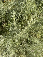 Rhopalomyia floccosa