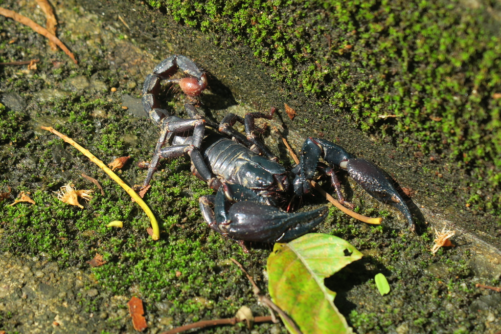 Heterometrus petersii
