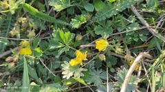 Potentilla incana