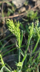 Poa bulbosa