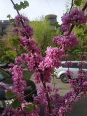 Cercis siliquastrum