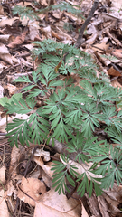 Dicentra canadensis