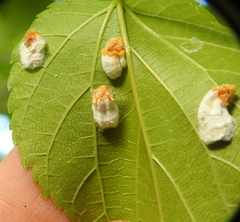 Pulvinaria hydrangeae