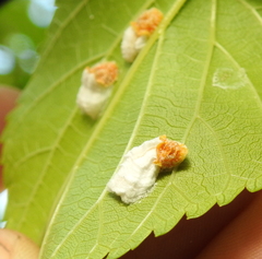 Pulvinaria hydrangeae