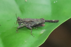 Lamellitettigodes contractus