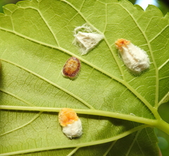 Pulvinaria hydrangeae