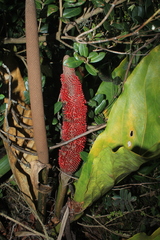 Anthurium crassinervium