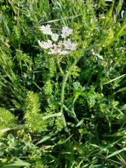 Daucus muricatus