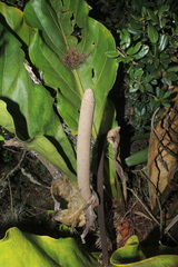 Anthurium crassinervium